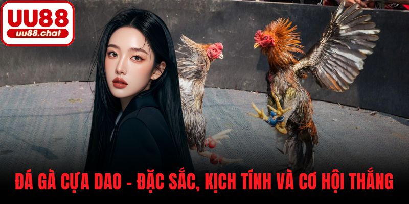 Đá gà cựa dao