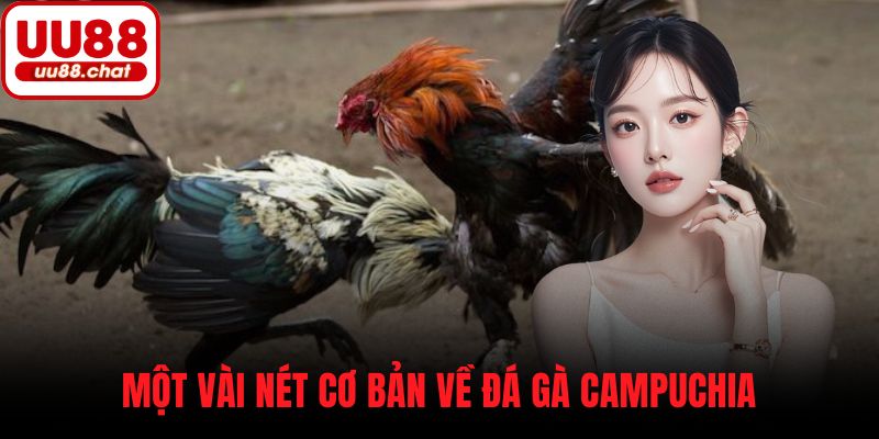 Một vài nét cơ bản về đá gà Campuchia